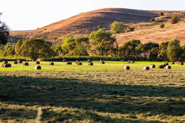 Golden Hay Bales Agricultural Parcels Different Crops Hay Roll — Stock Photo, Image