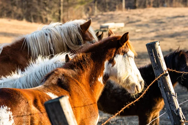 Pferde Weiden Auf Einem Feld Der Nähe Der Koppel — Stockfoto