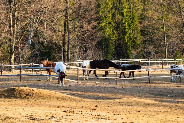 Hästar Betar Ett Fält Nära Paddock — Stockfoto