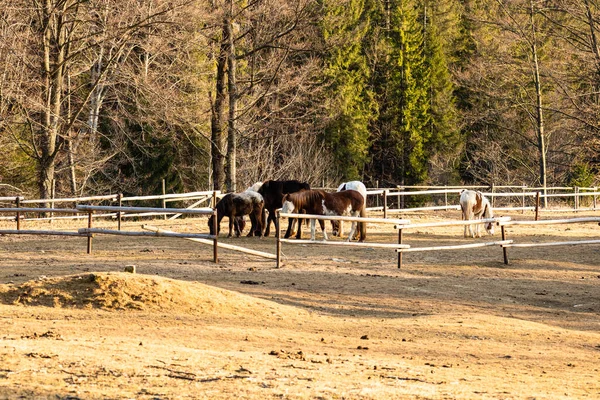 Kuda Merumput Lapangan Dekat Paddock — Stok Foto