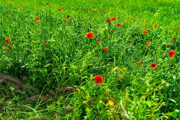 Flores Papoula Vermelhas Selvagens Grande Campo Papoula Belas Flores Campo — Fotografia de Stock