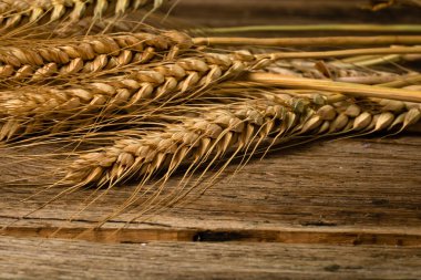 Wheat ears detail. Cereals for backery, flour production