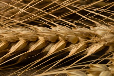 Buğday kulağı detayı. Mısır gevreği, un üretimi.