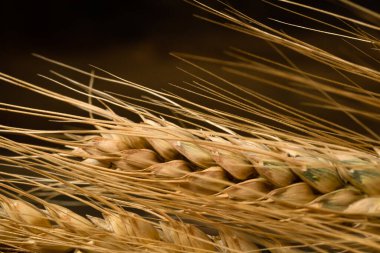 Buğday kulağı detayı. Mısır gevreği, un üretimi.