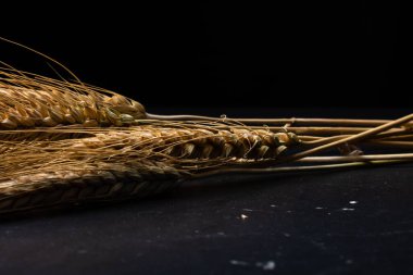Wheat ears detail. Cereals for backery, flour production