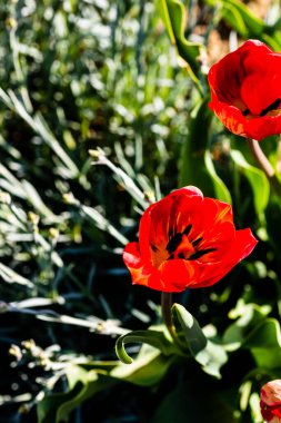 Baharda çiçeklikte kırmızı laleler
