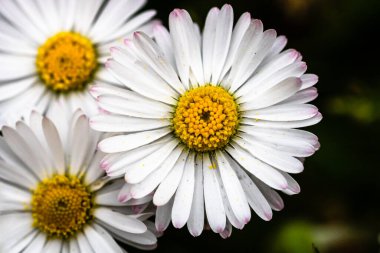 Bellis perennis çiçeği. Papatya baharda açar