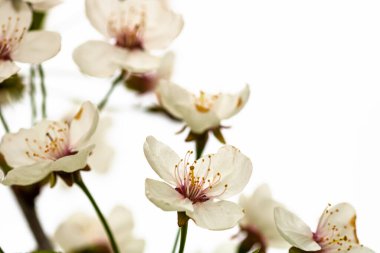 Bahçede beyaz çiçeklerle çiçek açan bahar ağaçları. Bahar arkaplanı ve çiçek ağacı