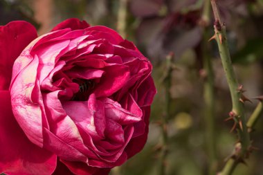 Bahçede izole edilmiş renkli bir gül. Kopya alanı var. Rose arka plan duvar kağıdını izole etti.