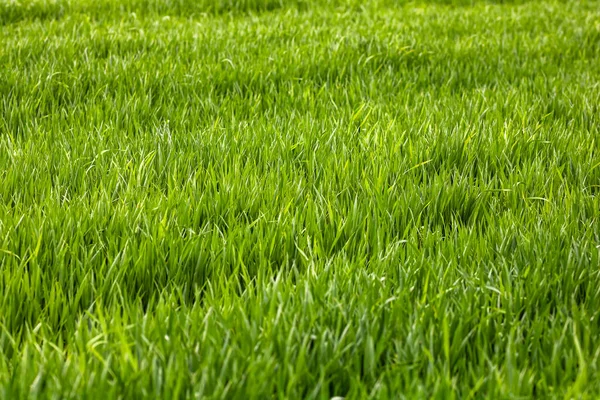 Detalle Del Campo Trigo Concepto Cultivo — Foto de Stock