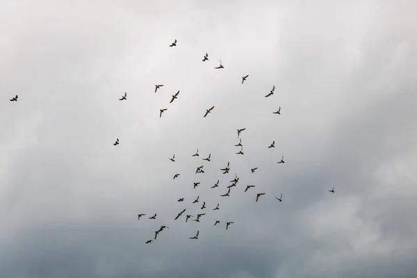 Muitos Pombos Pássaros Voando Céu Nublado — Fotografia de Stock