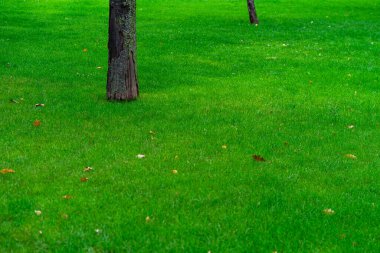 Fresh cut green grass in park