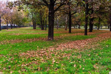 Autumn scenery with alley of fall leaves