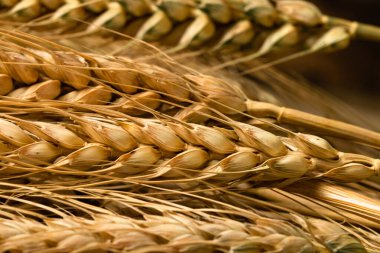 Buğday kulağı detayı. Mısır gevreği, un üretimi.