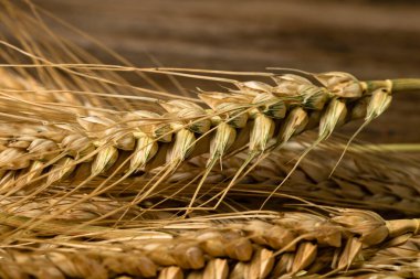 Buğday kulağı detayı. Mısır gevreği, un üretimi.