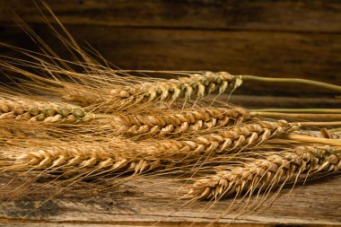 Buğday kulağı detayı. Mısır gevreği, un üretimi.