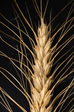 Buğday kulağı detayı. Mısır gevreği, un üretimi.