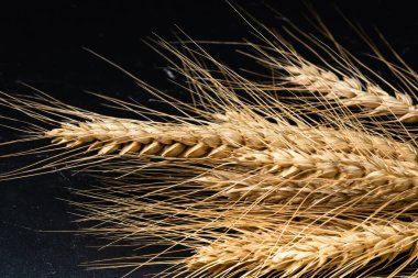 Buğday kulağı detayı. Mısır gevreği, un üretimi.
