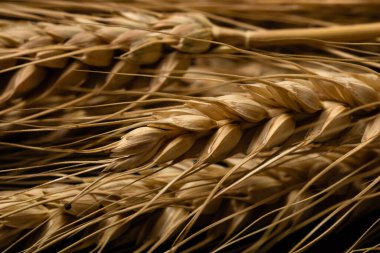 Buğday kulağı detayı. Mısır gevreği, un üretimi.