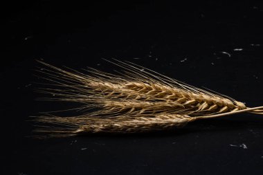 Buğday kulağı detayı. Mısır gevreği, un üretimi.