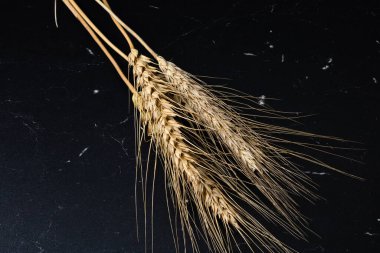 Buğday kulağı detayı. Mısır gevreği, un üretimi.