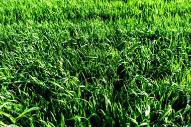 Buğday tarlası ve tarım kavramının ayrıntıları