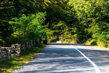 Güneşli bir günde ağaçların arasındaki dağ yolunun arabasının ön camından bak..