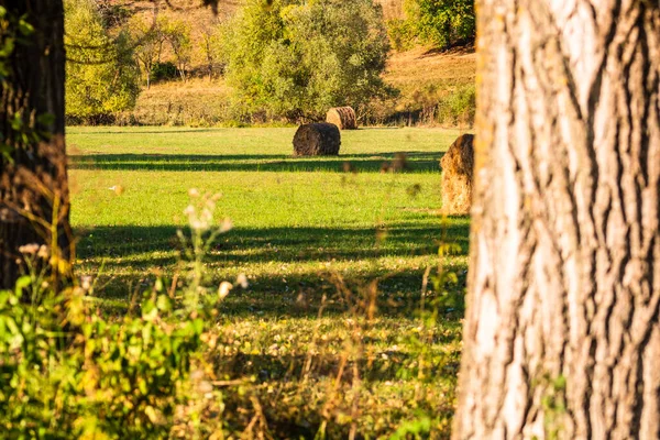 Golden Hay Bales Agricultural Parcels Different Crops Hay Roll — Stock Photo, Image