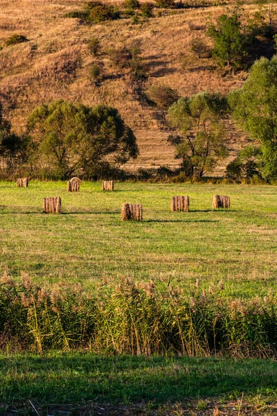 Fardos Feno Dourado Parcelas Agrícolas Diferentes Culturas Rolo Feno — Fotografia de Stock