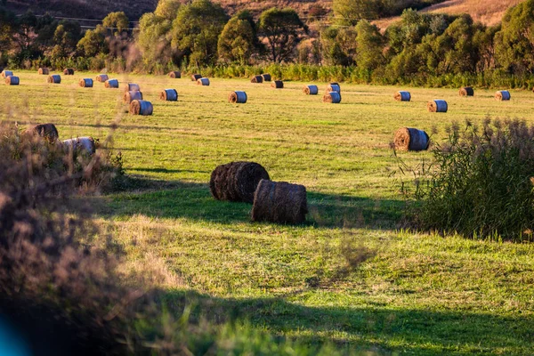 Balles Foin Doré Parcelles Agricoles Différentes Cultures Rouleau Foin — Photo