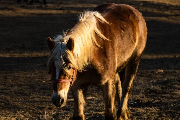 Pferde Weiden Auf Einem Feld Der Nähe Der Koppel — Stockfoto