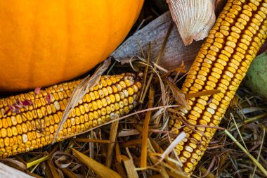Balkabağı ve mısırın sonbahar tonu