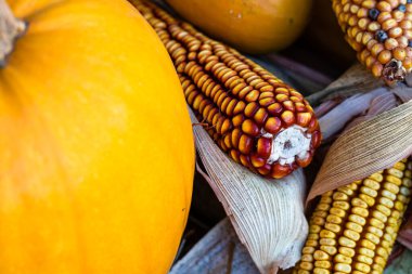 Balkabağı ve mısırın sonbahar tonu