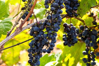 Bir demet siyah şarap üzümü yeşil doğal üzüm bağı arka planında