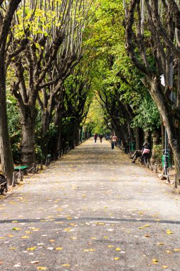 Romanya 'nın başkenti Bükreş' teki Cismigiu parkındaki boş sokak