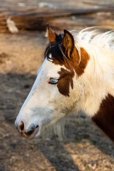 Caballos Pastando Campo Cerca Del Paddock — Foto de Stock