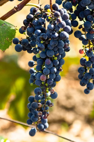 Ramo Uva Vino Negro Sobre Fondo Verde Viñedo Natural Jardín — Foto de Stock