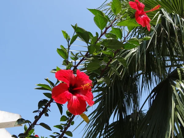 stock image Red flowers of hibiscus on the branch in the foreground, palm away