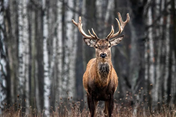 Sonbahar huş ağacının ormanında görkemli ve güçlü yetişkin kızıl geyik..