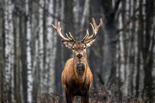 Majestätische und kräftige ausgewachsene Rothirsche im herbstlichen Birkenhain im Wald. Stockfoto