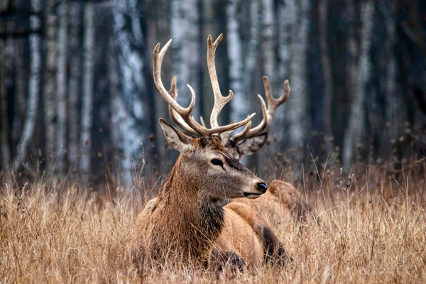 Majestätische und kräftige ausgewachsene Rothirsche im herbstlichen Birkenhain im Wald. lizenzfreie Stockbilder