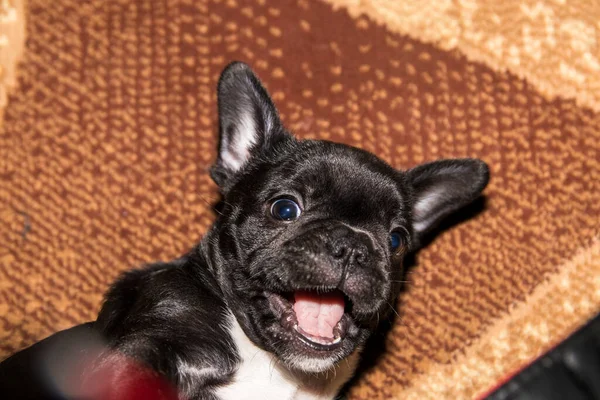 Funny french bulldog of black color with a white chest. Close-up portrait. — Stock Photo, Image