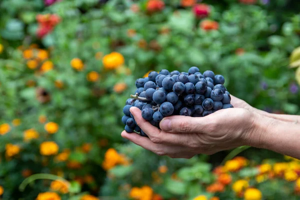 Um close-up das mãos de um vintner ou viticultor segurando um monte de colheita de uva. — Fotografia de Stock