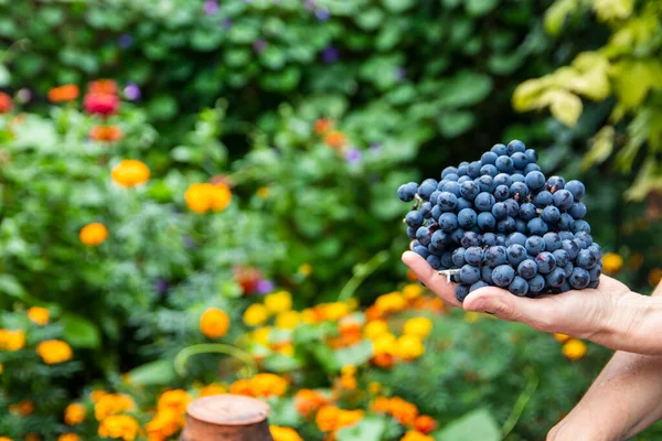 Üzüm hasadını elinde tutan bir üzüm bağcısının ya da ekicinin yakın çekimi..
