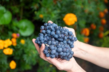 Üzüm hasadını elinde tutan bir üzüm bağcısının ya da ekicinin yakın çekimi..