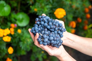 Üzüm hasadını elinde tutan bir üzüm bağcısının ya da ekicinin yakın çekimi..