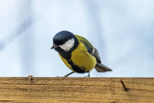 Podzimní Scéna Roztomilým Velkým Ptákem Titmouse Přírodním Prostředí Titmouse Close — Stock fotografie