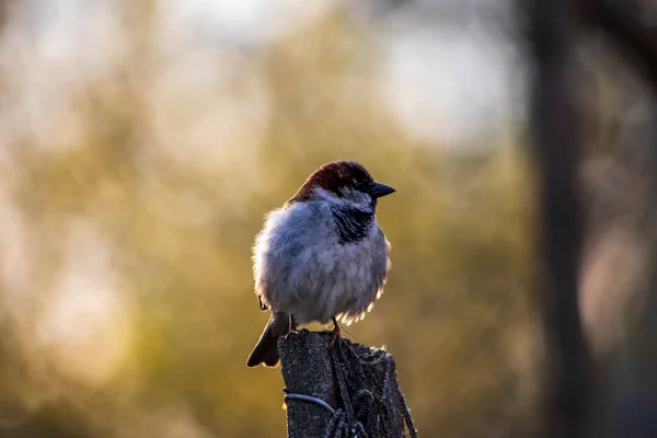 Pürüzlü bir tüy serçesinin yakın plan görüntüsü bulanık bir sonbahar arka planına karşı bir direğe tünemişti..
