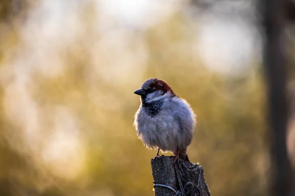 Detailní Záběr Rozcuchaného Vrabce Sedícího Tyči Rozmazaném Podzimním Pozadí — Stock fotografie