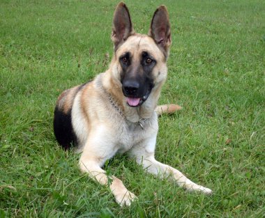 Alman çoban köpeği